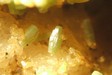 Pyromorphite